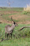 waterbuck (5)